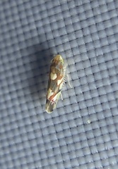 Erythroneura elegans