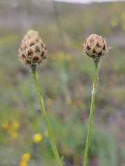 Centaurea orientalis