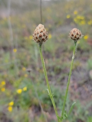 Centaurea orientalis