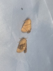 Apoda y-inversa