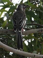Anthochaera carunculata