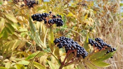 Sambucus ebulus