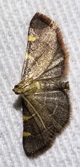 Hypsopygia olinalis