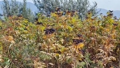 Sambucus ebulus