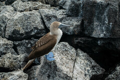 Sula nebouxii excisa