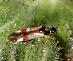 Tupiocoris californicus