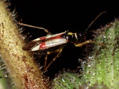 Tupiocoris californicus
