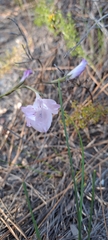 Gladiolus gracilis