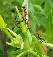 Leptoglossus phyllopus