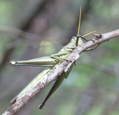 Schistocerca obscura