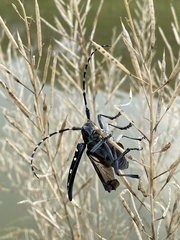 Anoplophora chinensis