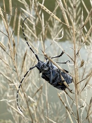 Anoplophora chinensis