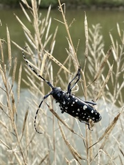 Anoplophora chinensis