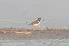 Haematopus ostralegus
