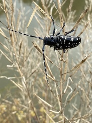 Anoplophora chinensis