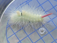 Calliteara pudibunda