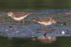 Calidris temminckii