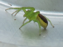 Diaea dorsata