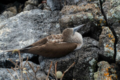 Sula nebouxii excisa