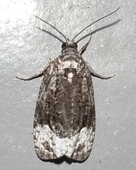 Apotomis capreana