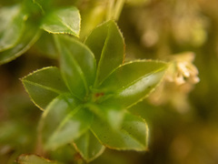 Plagiomnium cuspidatum