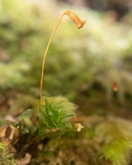 Plagiomnium cuspidatum