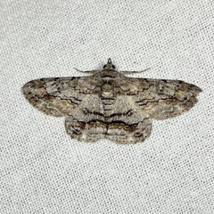 Cleora displicata