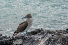 Sula nebouxii excisa