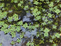 Callitriche