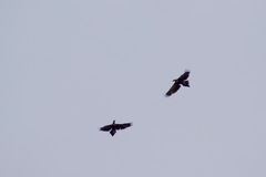 Aquila audax