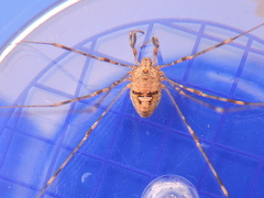 Dicranopalpus