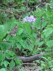 Phlox divaricata divaricata