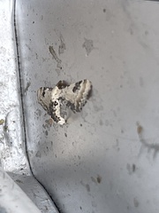 Eupithecia centaureata