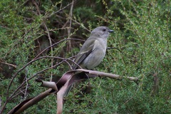 Pachycephala pectoralis