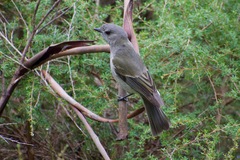Pachycephala pectoralis