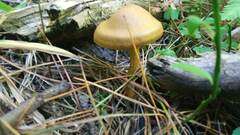 Cortinarius cinnamomeus