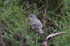 Pachycephala pectoralis