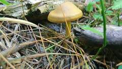 Cortinarius cinnamomeus