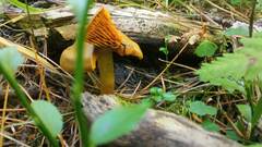 Cortinarius cinnamomeus