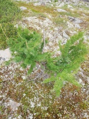 Larix sibirica