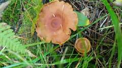 Cortinarius cinnamomeus