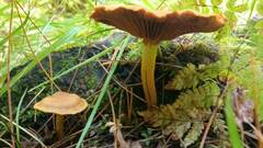 Cortinarius cinnamomeus