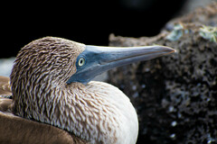 Sula nebouxii excisa