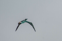 Sula nebouxii excisa