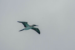 Sula nebouxii excisa