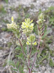 Oxytropis pilosa