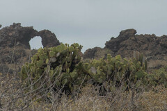 Opuntia galapageia