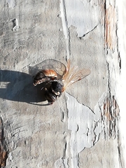 Colletidae