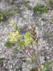 Oxytropis pilosa
