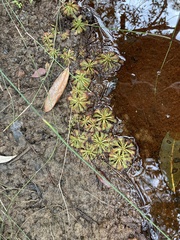 Drosera spatulata